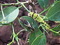 Common mormon (Papilio Polyetes) catapillars.jpg