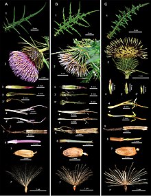 From left to right: C. tatakaense, C. kawakamii, and C. arisanense