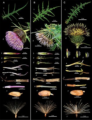 <i>Cirsium arisanense</i>