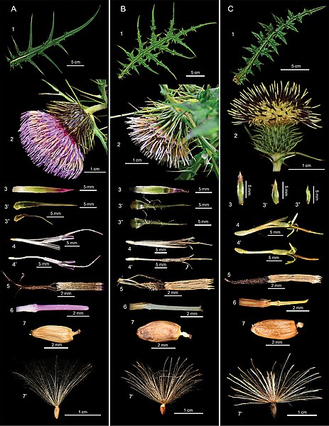 File:Comparison of the morphological characters amongst the species of sect. Onotrophe in Taiwan.jpg