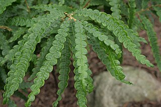 <i>Comptonia</i> (plant)