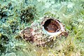 * Nomination Sea snail (Fasciolaria lignaria), Xwejni Bay, Gozo, Malta --Poco a poco 10:18, 14 June 2022 (UTC) * Promotion  Support Good quality. --Steindy 18:28, 14 June 2022 (UTC)