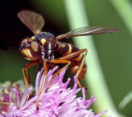 Conops quadrifasciatus - front (aka).jpg