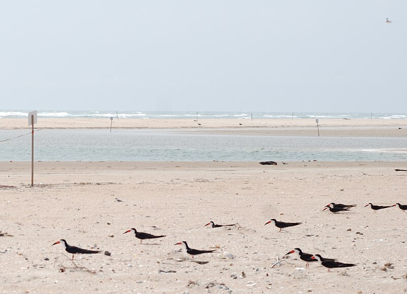 File:Core Banks - Black Skimmer nesting site - 3.JPG