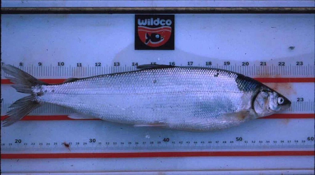 File:Coregonus autumnalis autumnalis arctic cisco fish.jpg