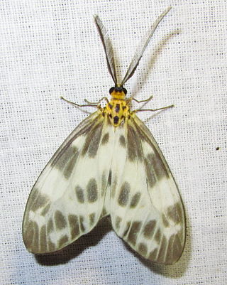 <i>Corma maculata</i> Species of lepidopteran insect (moth)