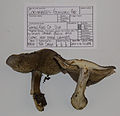 Cortinarius glaucopus