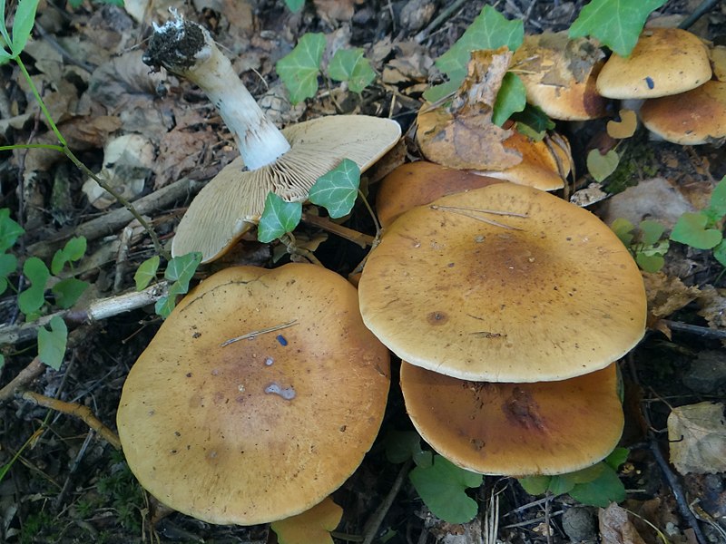 File:Cortinarius saginus a1 (1).jpg