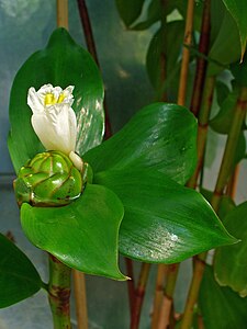 Costus pictus Flower