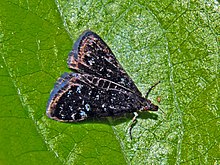 Crambidae - Heliothela wulfeniana.JPG