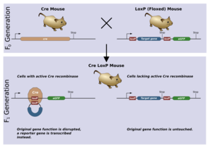 A) Generation of mice with loxP-flanked target genes (flox). (1