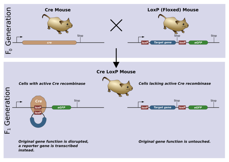 File:CreLoxP experiment.png