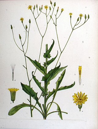 <i>Crepis pulchra</i> Species of flowering plant