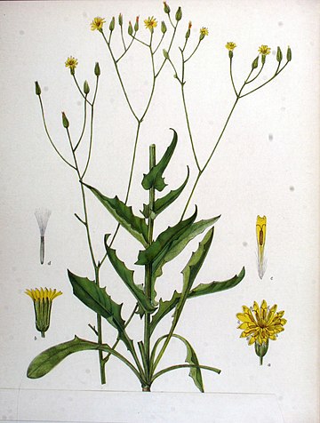 Crepis pulchra