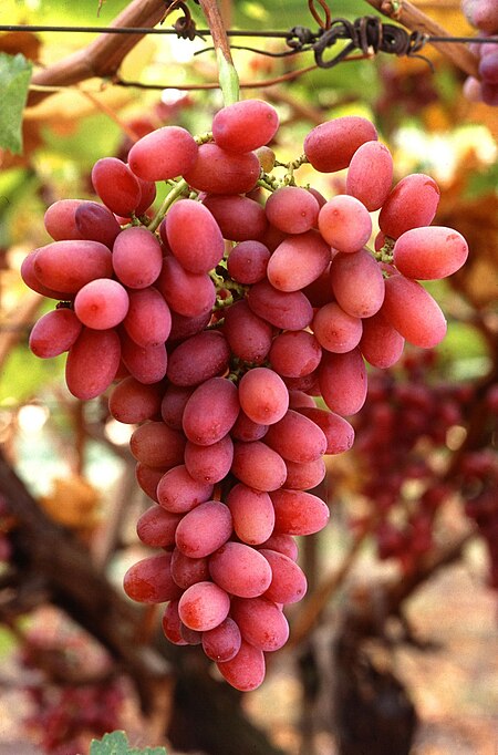 Tập tin:Crimson seedless grapes on the vine.jpg