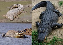 Crocodylus porosus, Alligator mississippiensis e Gavialis gangeticus