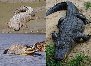 <span class="mw-page-title-main">Crocodilia</span> Order of mostly large, predatory, semiaquatic reptiles