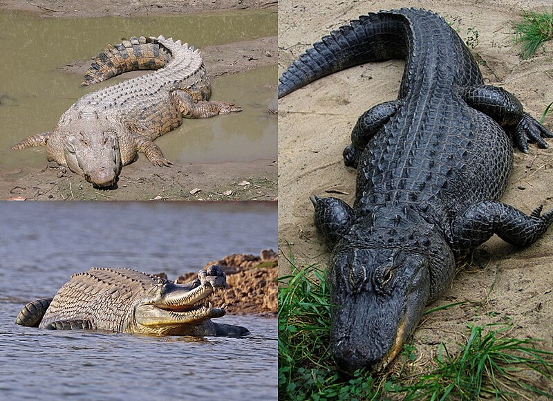 Crocodylia – Wikipédia, a enciclopédia livre