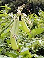 Crotalaria verrucosa fruits