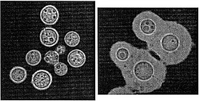 Cryptococcus gattii na forma não encapsulada (esquerda) e encapsulada (direita)