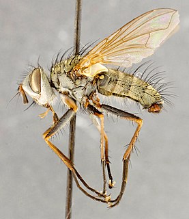 <i>Cryptomeigenia demylus</i> Species of fly