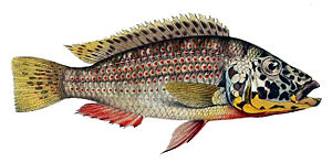 Ctenochromis horei