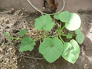 Zapallo plomo (semillería Florensa).​ Estas semillas fueron sembradas y la planta fue de hábito semiarbustivo, es decir, se desarrolló de forma achaparrada durante las primeras semanas y luego emitió guías largas como una planta guiadora.