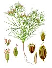 Cuminum cyminum - Köhler–s Medizinal-Pflanzen-198.jpg