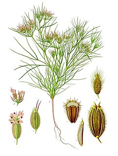 <span class="mw-page-title-main">Cumin</span> Species of plant with seeds used as a spice