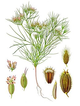 Cuminum cyminum - Köhler–s Medizinal-Pflanzen-198.jpg