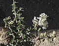 Cupleaf ceanothus (C greggii) close flowers twigs