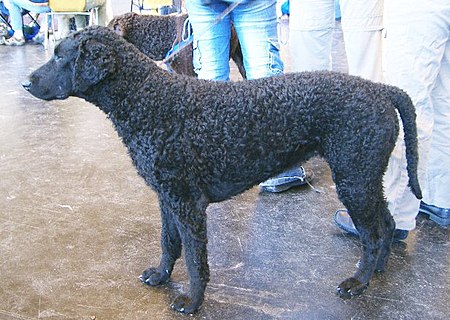 Fail:Curly_Coated_Retriever.jpg