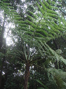 Cyathea caracasana