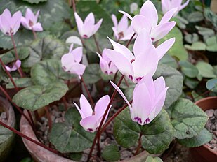 <center>Cyclamen libanoticum</center>