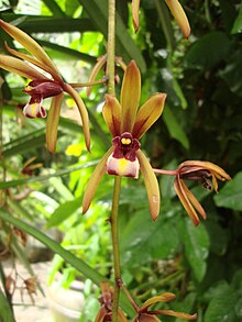 Cymbidium aloifolium 01.JPG