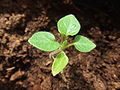 Seedling