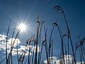 * Nomination Reed grass at the fish ponds in the Börnste hamlet, Kirchspiel, Dülmen, North Rhine-Westphalia, Germany --XRay 03:47, 8 May 2020 (UTC) * Promotion  Support Good quality -- Johann Jaritz 04:13, 8 May 2020 (UTC)