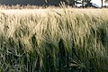 * Nomination Barley field in the hamlet Dernekamp, Kirchspiel, Dülmen, North Rhine-Westphalia, Germany --XRay 03:37, 15 June 2015 (UTC) * Promotion Good quality.--Johann Jaritz 04:06, 15 June 2015 (UTC)