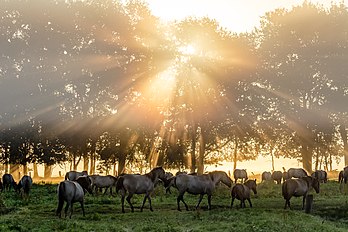 Cavalos de Dülmen na reserva natural Merfelder Bruch ao pôr do sol, Dülmen, Renânia do Norte-Vestfália, Alemanha (definição 4 866 × 3 244)