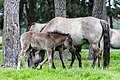 * Nomination Dülmen ponies in the Wildbahn in the Merfelder Bruch (COE-004), Merfeld, Dülmen, North Rhine-Westphalia, Germany --XRay 03:18, 9 June 2023 (UTC) * Promotion  Support Good quality. --Jakubhal 03:36, 9 June 2023 (UTC)