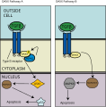 The DAXX Pathway