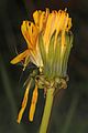 Dandelion - Taraxacum officinale, Julie Metz Wetlands, Woodbridge, Virginia.jpg