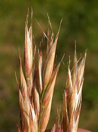 <i>Danthonia</i> Genus of grasses