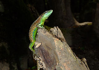 <i>Darevskia kamii</i> Species of lizard