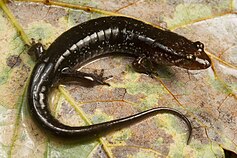 Dark-colored ocoee salamander Dark colored Ocoee Salamander.jpg