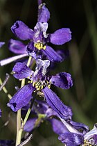 Delphinium nuttallianum