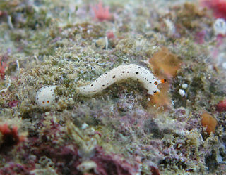 <i>Dermatobranchus piperoides</i> species of mollusc