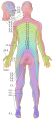 Dermatomes labeled, male back 3d-shaded