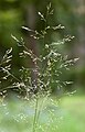 inflorescence