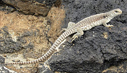 Un iguane du désert, dans le désert des Mojaves